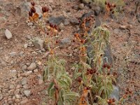 Cistus osbeckiifolius ssp osbeckiifolius 3, Saxifraga-Ed Stikvoort