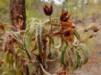 Cistus osbeckiifolius ssp osbeckiifolius 4, Saxifraga-Ed Stikvoort