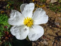 Cistus populifolius 5, Saxifraga-Hans Grotenhuis