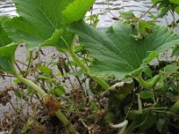 Citrullus lanatus 1, Watermeloen, Saxifraga-Rutger Barendse