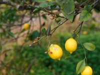 Citrus limon 1, Citroen, Saxifraga-Piet Zomerdijk