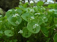 Claytonia perfoliata 10, Witte winterpostelein, Saxifraga-Ed Stikvoort.
