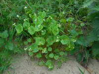 Claytonia perfoliata 12, Witte winterpostelein, Saxifraga-Ed Stikvoort.