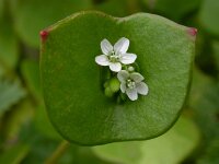 Claytonia perfoliata 8, Witte winterpostelein, Saxifraga-Ed Stikvoort.