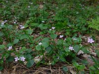 Claytonia sibirica 11, Roze winterpostelein, Saxifraga-Ed Stikvoort