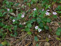 Claytonia sibirica 12, Roze winterpostelein, Saxifraga-Ed Stikvoort