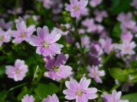 Claytonia sibirica 13, Roze winterpostelein, Saxifraga-Ed Stikvoort