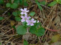 Claytonia sibirica 14, Roze winterpostelein, Saxifraga-Ed Stikvoort