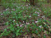 Claytonia sibirica 15, Roze winterpostelein, Saxifraga-Ed Stikvoort