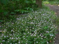 Claytonia sibirica 16, Roze winterpostelein, Saxifraga-Ed Stikvoort