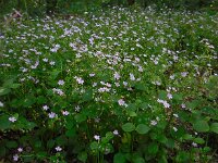 Claytonia sibirica 17, Roze winterpostelein, Saxifraga-Ed Stikvoort