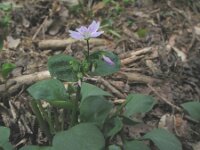 Claytonia sibirica 2, Roze winterpostelein, Saxifraga-Rutger Barendse