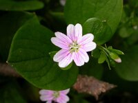 Claytonia sibirica 3, Roze winterpostelein, Saxifraga-Peter Meininger