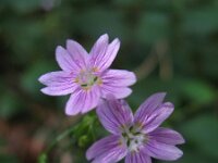 Claytonia sibirica 5, Roze winterpostelein, Saxifraga-Rutger Barendse