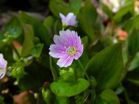 Claytonia sibirica 7, Roze winterpostelein, Saxifraga-Rutger Barendse