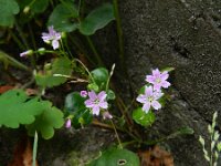 Claytonia sibirica 8, Roze winterpostelein, Saxifraga-Rutger Barendse