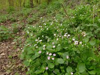 Claytonia sibirica 9, Roze winterpostelein, Saxifraga-Jelle van Dijk