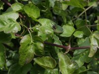 Clematis cirrhosa 2, Saxifraga-Rutger Barendse