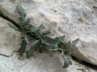 Clematis cirrhosa 3, Saxifraga-Rutger Barendse