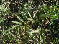 Clematis cirrhosa 5, Saxifraga-Rutger Barendse