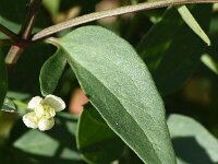 Clematis flammula 8, Scherpe clematis, Saxifraga-Sonja Bouwman  Fragrant virgin's bower - Clematis flammula - Ranunculaceae familie