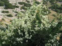 Clematis flammula 4, Saxifraga-Jasenka Topic