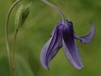 Clematis integrifolia 2, Saxifraga-Bas Klaver