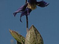 Clematis integrifolia 3, Saxifraga-Bas Klaver