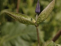 Clematis integrifolia 5, Saxifraga-Bas Klaver