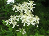 Clematis recta 2, Saxifraga-Jan Willem Jongepier