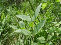 Clematis recta 3, Saxifraga-Rutger Barendse