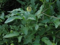 Clematis tangutica 3, Saxifraga-Rutger Barendse