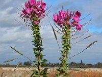 Cleome houtteana 4, Saxifraga-Ed Stikvoort