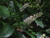 Clethra alnifolia 2, Saxifraga-Rutger Barendse