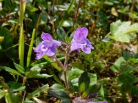 Clinopodium alpinum 13, Saxifraga-Ed Stikvoort