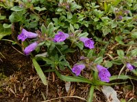 Clinopodium alpinum 15, Saxifraga-Ed Stikvoort