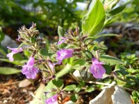 Clinopodium alpinum 16, Saxifraga-Rutger Barendse