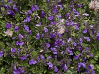 Clinopodium alpinum 8, Saxifraga-Willem van Kruijsbergen