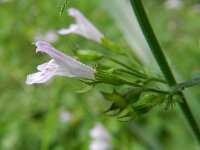 Clinopodium menthifolium 2, Bergsteentijm, Saxifraga-Rutger Barendse