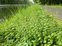 Clinopodium menthifolium 3, Bergsteentijm, Saxifraga-Rutger Barendse