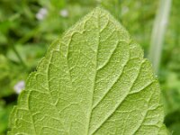 Clinopodium menthifolium 4, Bergsteentijm, Saxifraga-Rutger Barendse