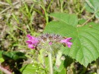 Clinopodium vulgare 11, Borstelkrans, Saxifraga-Rutger Barendse