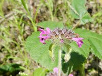Clinopodium vulgare 12, Borstelkrans, Saxifraga-Rutger Barendse