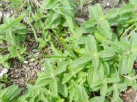 Clinopodium vulgare 14, Borstelkrans, Saxifraga-Rutger Barendse