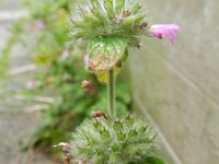 Clinopodium vulgare 16, Borstelkrans, Saxifraga-Rutger Barendse