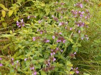 Clinopodium vulgare 31, Borsrelkrans, Saxifraga-Hans Grotenhuis