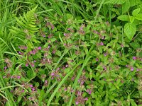 Clinopodium vulgare 32, Borstelkrans, Saxifraga-Hans Grotenhuis