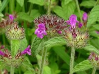Clinopodium vulgare 33, Borstelkrans, Saxifraga-Hans Grotenhuis