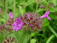 Clinopodium vulgare 34, Borstelkrans, Saxifraga-Hans Grotenhuis