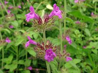 Clinopodium vulgare 35, Borstelkrans, Saxifraga-Hans Grotenhuis